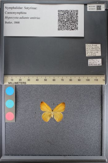 Media type: image;   Entomology 194373